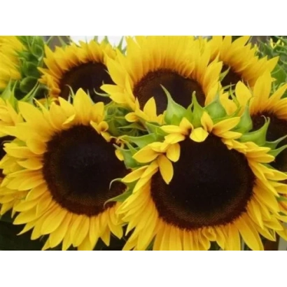 Сонячні квіти соняшника на тлі поля - ВУЛКАН ОР