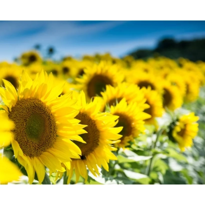 Field of sunflowers against a blue sky - Harvester