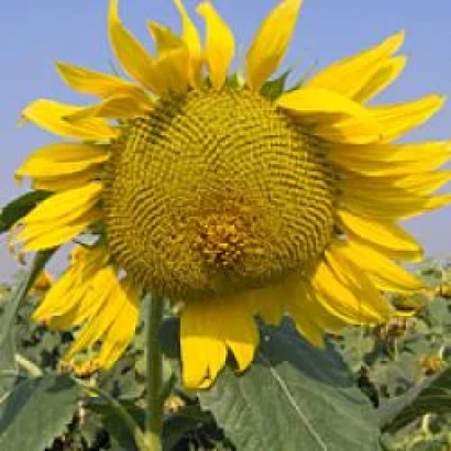 Солнцелист 32 на поле - Запоризский 32