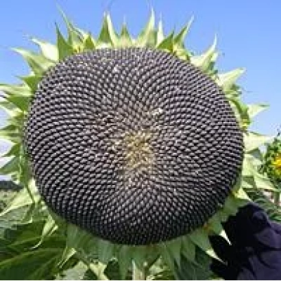 Зрілий соняшник на фоні неба - Запорізький 9 / Запорізький 9