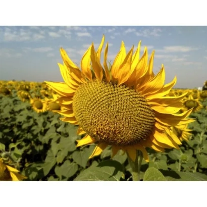 Соняшник на полі, що відповідає категорії Підсоняшник - Згода