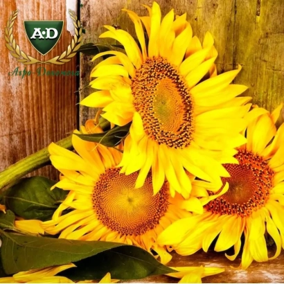 Яскраві квіти соняшника на дерев'яному фоні з логотипом A&D - Злата