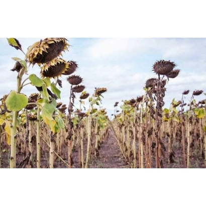 Поле соняшника Злива в стадії дозрівання