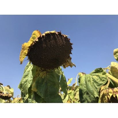 Sunflower against a blue sky - Find