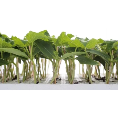 Рассада тыквенных культур на подвое - Аватар