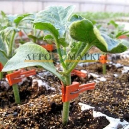 Рассада тыквенных культур с маркировкой АГРО-МАРКЕТ - Кобальт