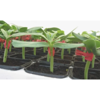 Подвои тыквенных культур в лотках - Консиста