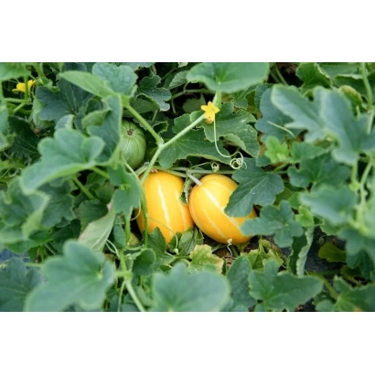 Два желтых плода тыквенной культуры на фоне зеленых листьев - Нимбус