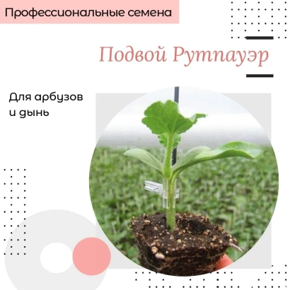 Подвой Рутпауэр для арбузов и дынь