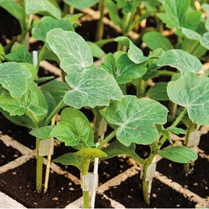 Сеянцы тыквенных культур в лотке для рассады - Слай