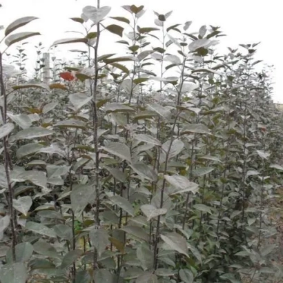 Подвои сорта 54 118 в ряду на открытом грунте