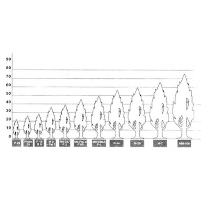 Rootstock 75-1-62 against a linear growth chart