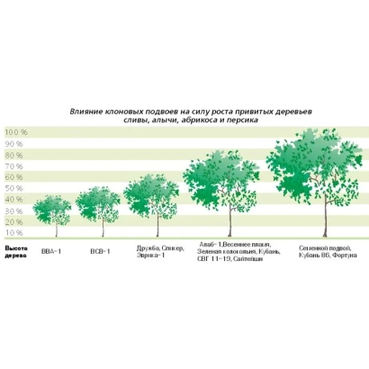 Деревця підвою АЛАБ 1 у порівнянні за висотою та формою крони