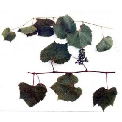 Ветка виноградной лозы с листьями и гроздью винограда - АЗОС 4