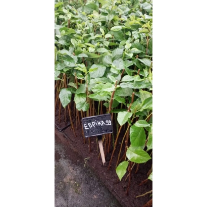 Саженцы подвоя ЭВРИКА 99 в контейнерах с чёрной этикеткой