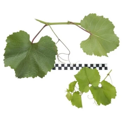 Срезанные подвои винограда на белом фоне - ФИНИСТ