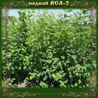 Rootstock VSA-2 against green foliage - L 2