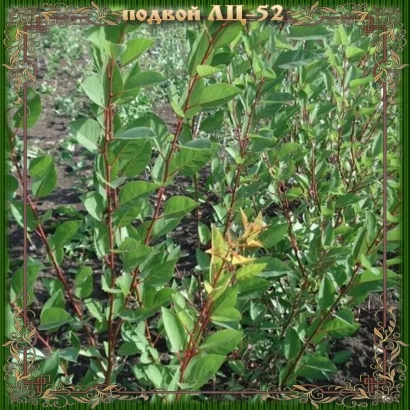 Рослина підвой ЛЦ-52 на фоні землі