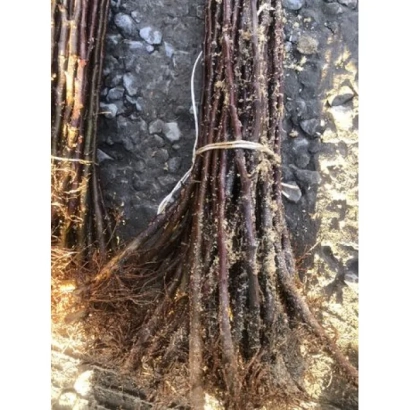 Подвои сорта МОСКОВИЯ в пучке на земле