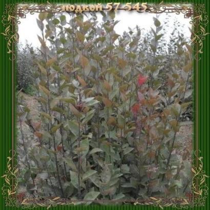 Подвой яблони 57545 на фоне сада