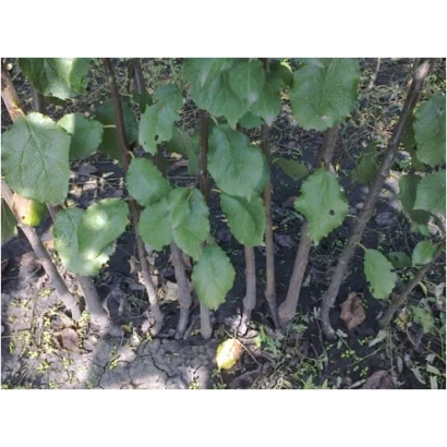 Подвої ПК СК 1 на фоні землі та листя