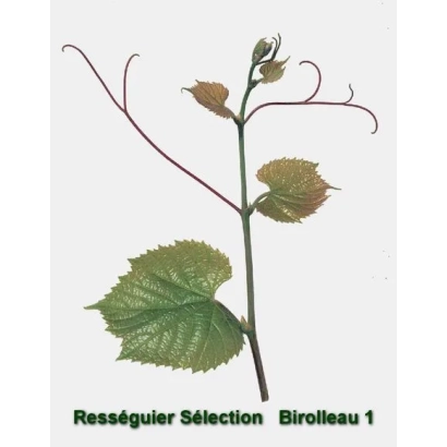 Подвой виноградной лозы Rességuier Sélection Biroleau 1 - РСБ 1
