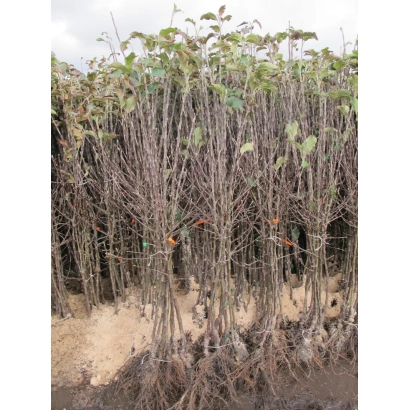 Rootstocks SK 5 | SK 5 in field setting