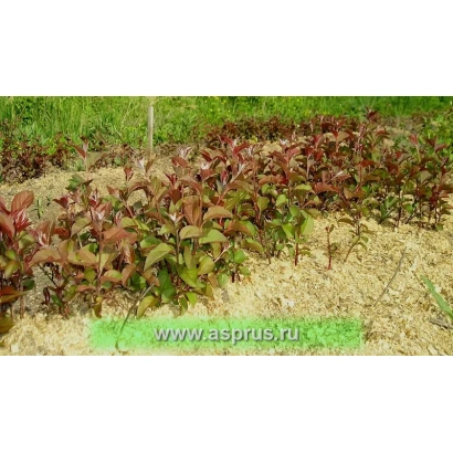 Rootstock seedlings in field, variety URAL 8