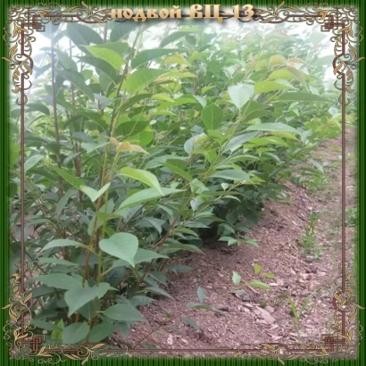 Ряди саджанців підвою 611-13 на гряді - ВЦ 13