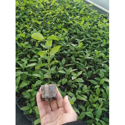 Рассада подвоя ВСЛ 2 | VSL 2 в горшках на фоне грядки