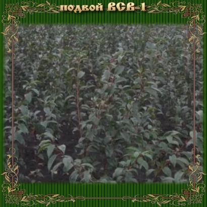 VSR-1 rootstock against green foliage - VSV 1