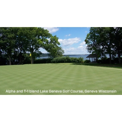 Полевица Альфа на поле Гольф-клуба Лейк Джиневра, Висконсин
