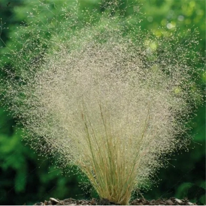 Растение с пушистыми соцветиями, вероятно, полевица - Ажур