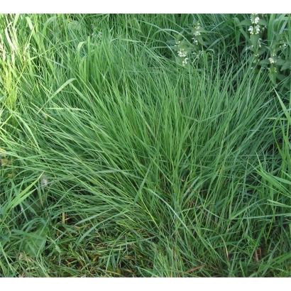 Plant meadow fescue in a field - Dyuna