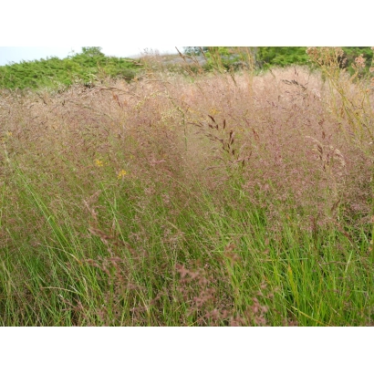 Полевица на фон зеленої поляни - РЕД МАУНТЕЙН