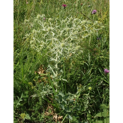 Полевица на полі серед трави та квітів - РІНЕГОЛД