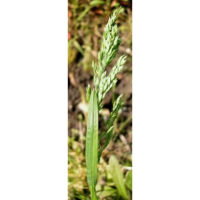 Стебель трави Полевиця на фоні землі - СКАНДІ