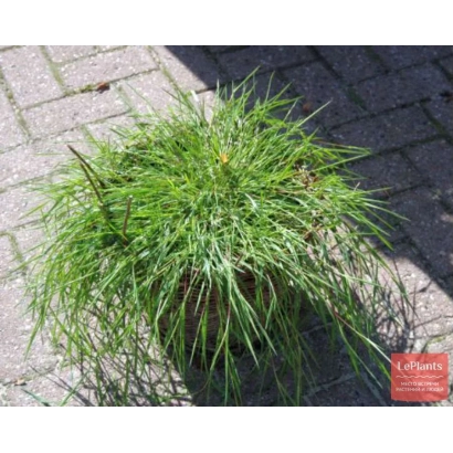 Рослина Полевиця в горщику на бруківці - Зоря