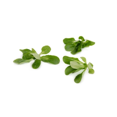 Свежие листья полевого салата Сонетт на белом фоне