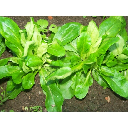 Field salad Trophy growing in soil