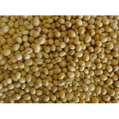 Детальне зображення зерен проса - Аполлон