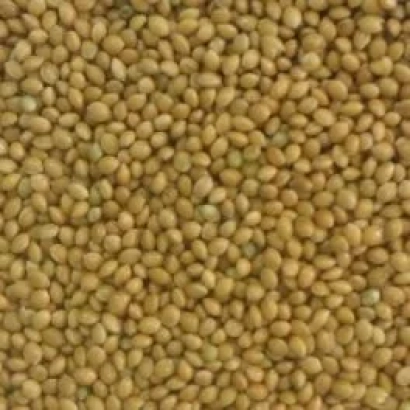 Просо на фоне - Ярдуш