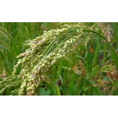 Field with sorghum panicles - BARNAULSKOYE 98