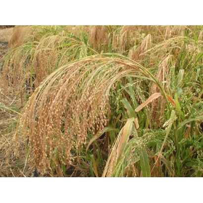 Зрілі колосся проса на полі - БЛАГОДАТНЕ