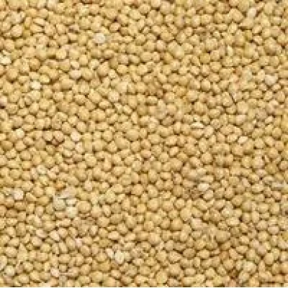 Close-up of Denvikskoe proso grains