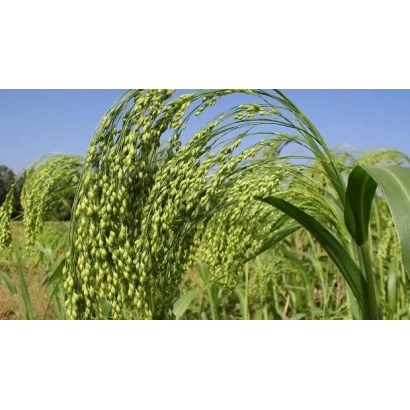 Поле проса Divovizhne на фоні блакитного неба - Дивовижне