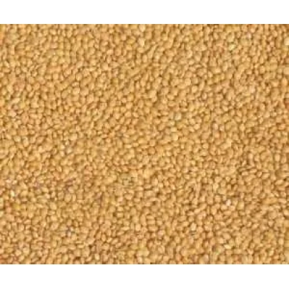 Крупный план проса, зерно желтого цвета - Харьковское кормовое