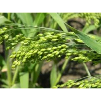 Стеблі проса з зеленими зерновими колосками на фоні листя - ІЛІЧІВСЬКЕ