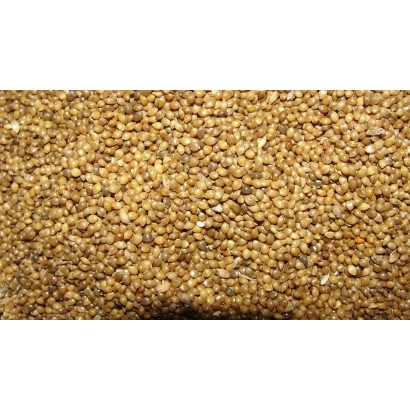 Close-up of yellow proso grains - CAUCASIAN DAWN