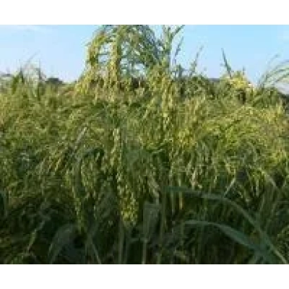 Поле проса на фоне голубого неба - Киевское 87